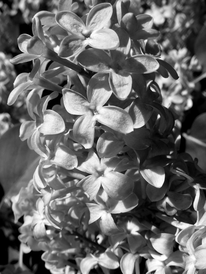 Lilacs Photograph by Corey Carpenter - Fine Art America