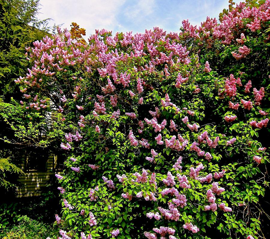 Lilacs Galore  Photograph by Elizabeth Tillar