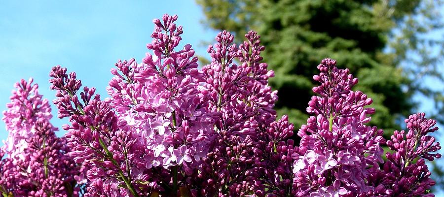 Lilacs- Horizontal Format Photograph by Will Borden