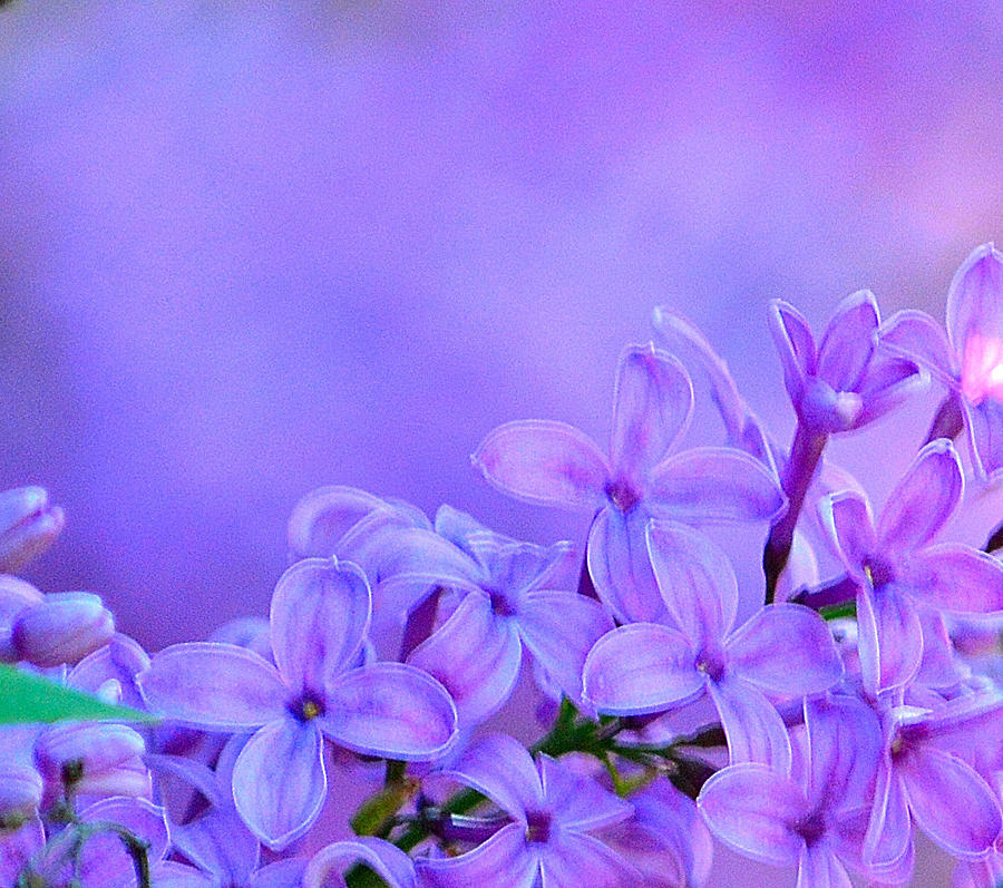 Purple Lilacs I Photograph by Joan Han