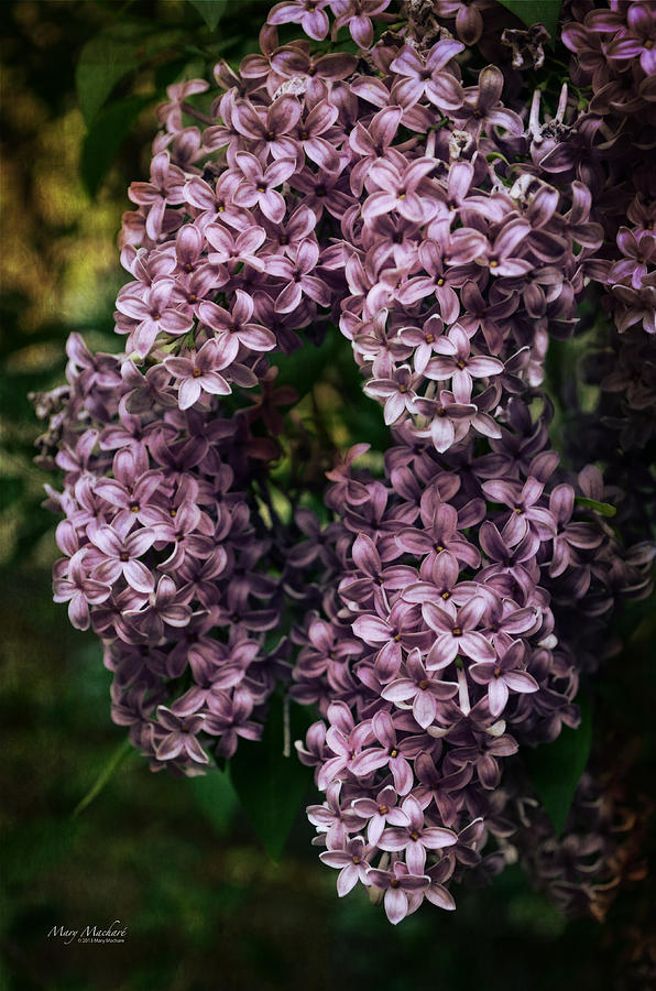 Lilacs in Bloom Photograph by Mary Machare