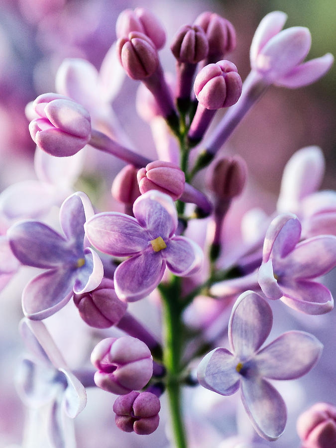 Lilacs in Bloom  Photograph by Paul Berger