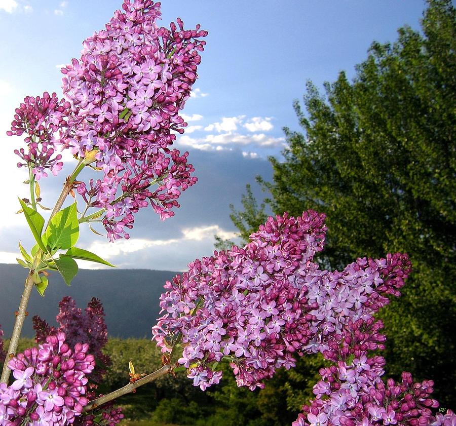 Lilacs In Lake Country Photograph by Will Borden