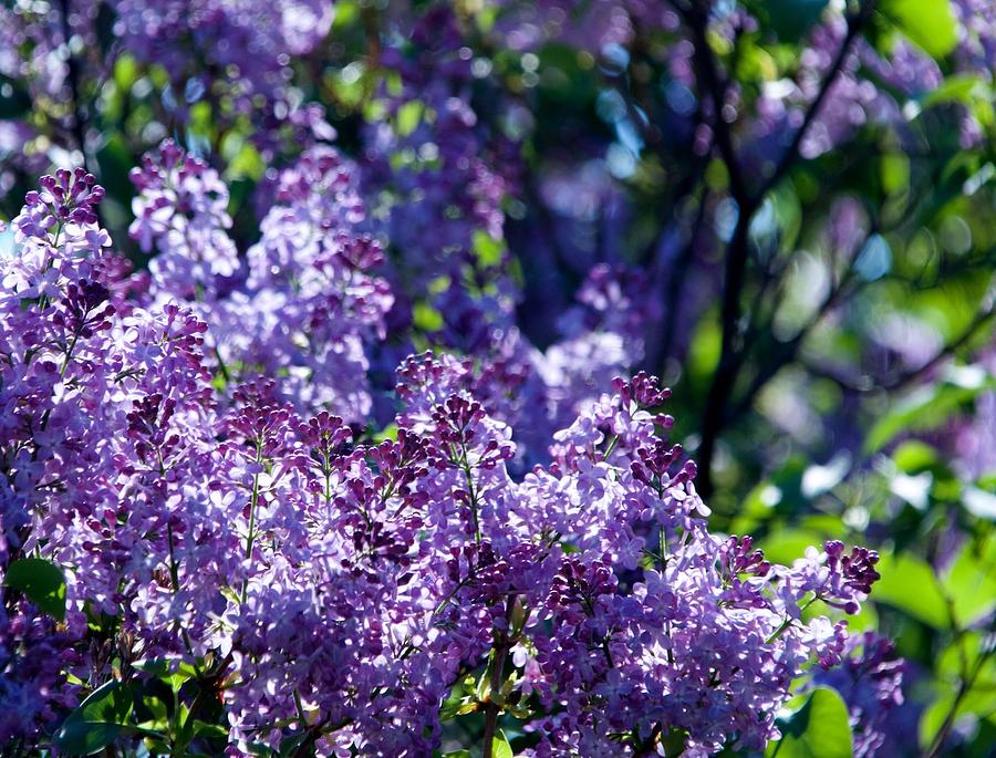 Lilacs in Leelanau Photograph by Lisa Meils - Pixels