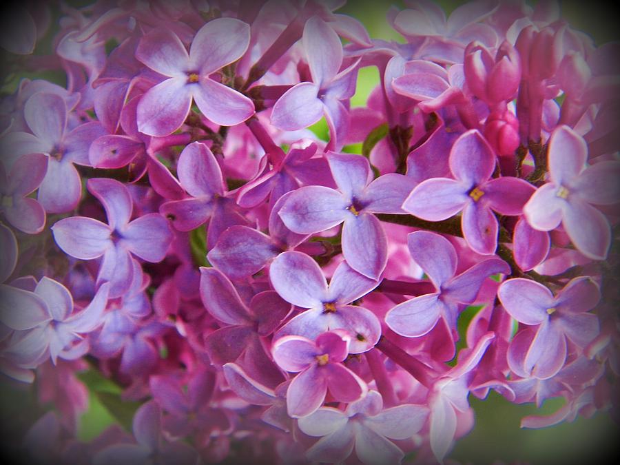 Spring Photograph - Lilacs in Spring by Diane Valliere