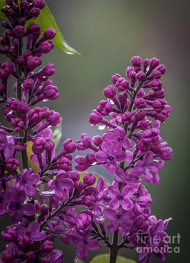 Lilacs in the Rain Photograph by Steven Reed