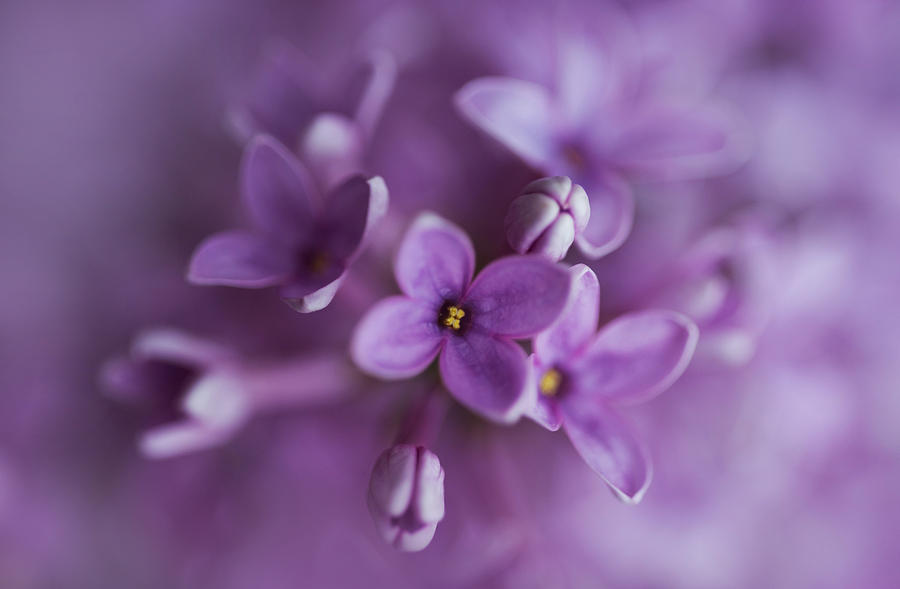 Flowers Still Life Photograph - Lilacs by Jaroslaw Blaminsky