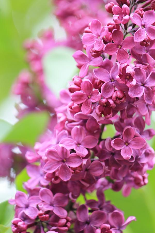 Lilacs in Full Bloom Photograph by Michael Saunders