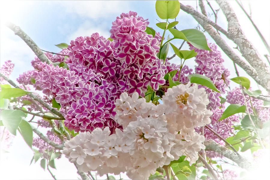 Lilacs Photograph - Lilacs Of Rochester by Ken Marsh