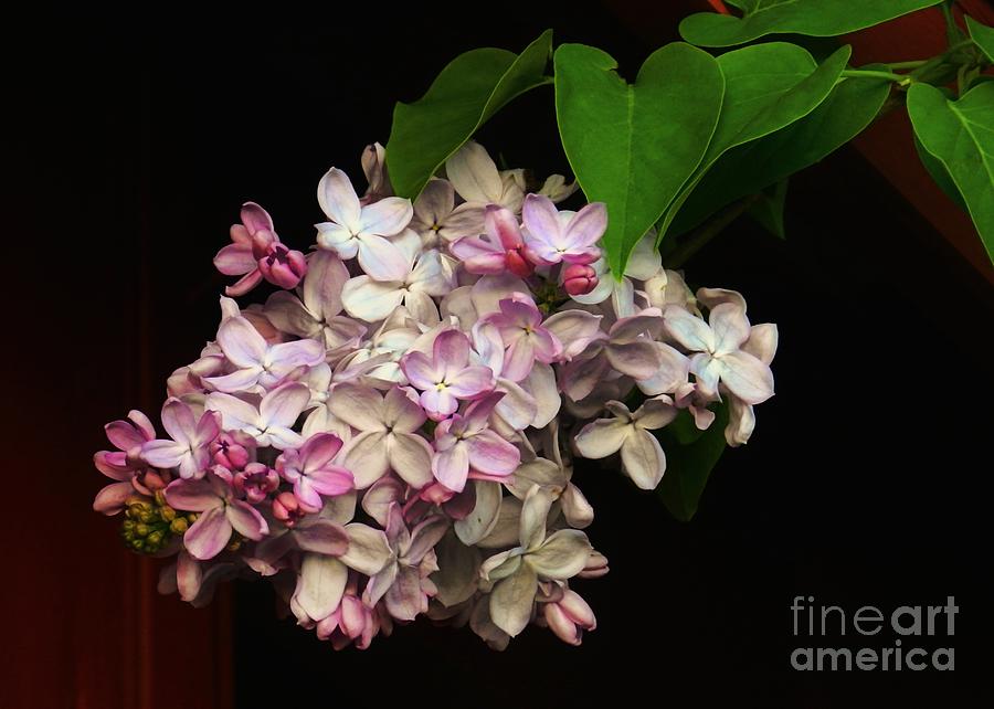 Lilacs of Spring Photograph by Sharon Woerner