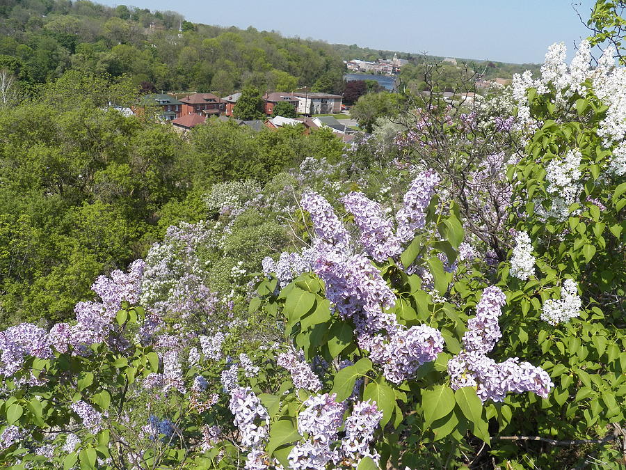 Lilacs on the Hill Photograph by Corinne Elizabeth Cowherd