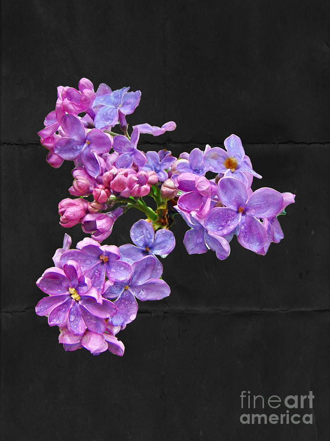 Lilacs - Perfumed Dreams Photograph by Carol Senske