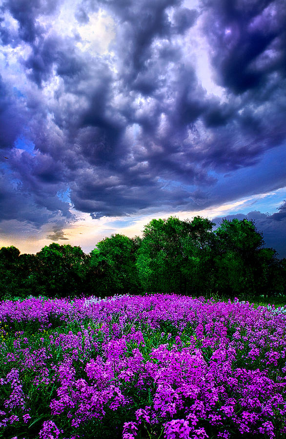 Landscape Photograph - Lilacs by Phil Koch