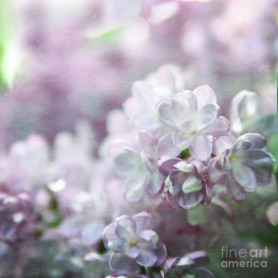 Lilacs Photograph by Sylvia Cook