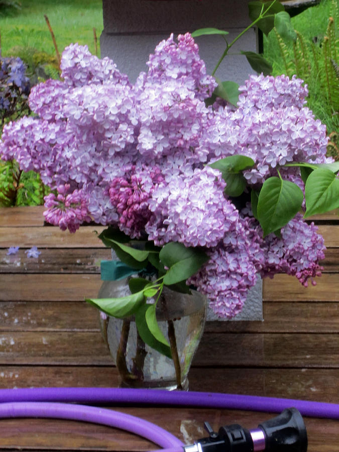 Lilacs With Matching Hose Photograph by Kym Backland