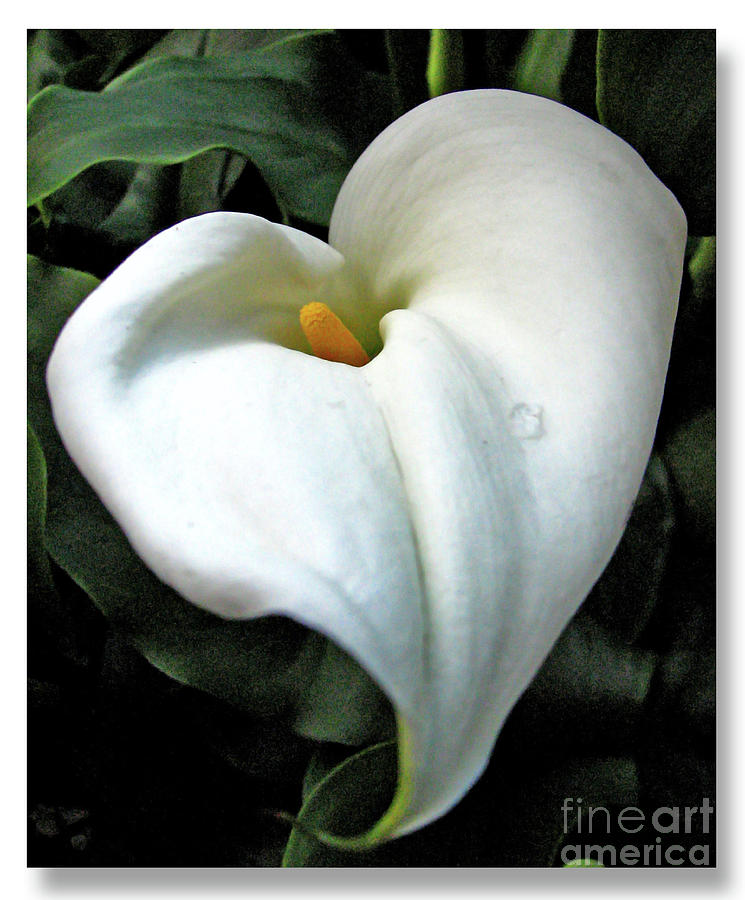 Lily Photograph - Lilian Heart by Chris Anderson