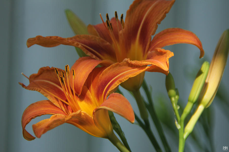 Lilies 1 Photograph by John Meader
