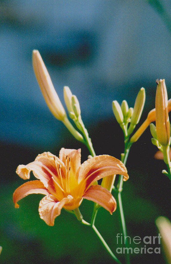 Lilies - 2 Photograph by Jackie Mueller-Jones