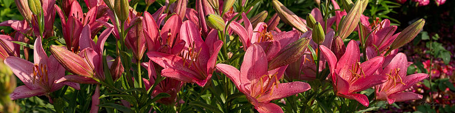 Lilies After the Rain Photograph by Theo OConnor