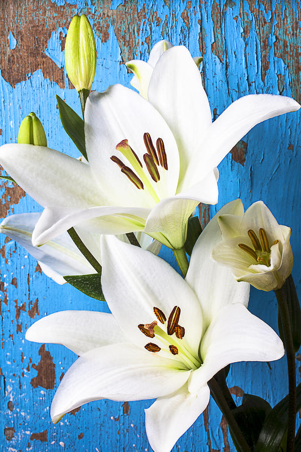 Flower Photograph - Lilies against blue wall by Garry Gay