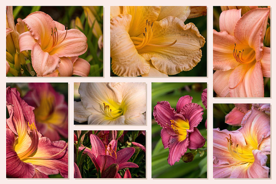 Lilies and Daylilies Eight Collage Photograph by Theo OConnor