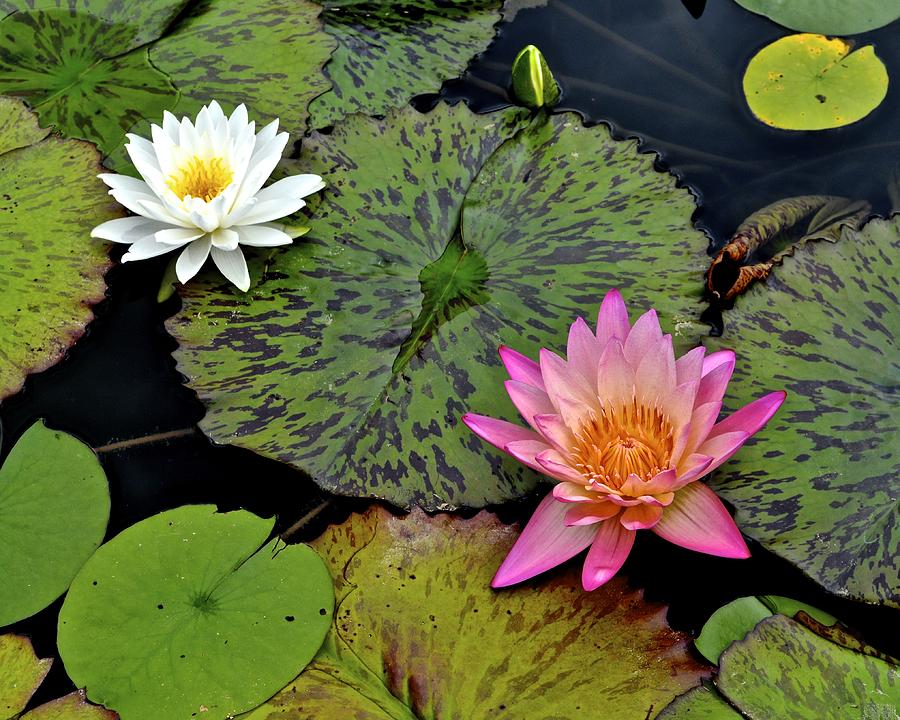 Lilies And Pads Photograph
