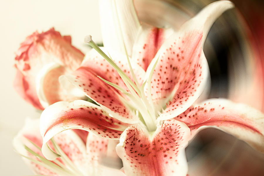 Lilies Artistry Photograph by Milena Ilieva