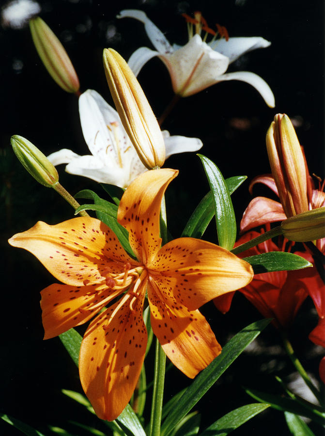 Lilies Assorted Colors Photograph by Robert Lozen