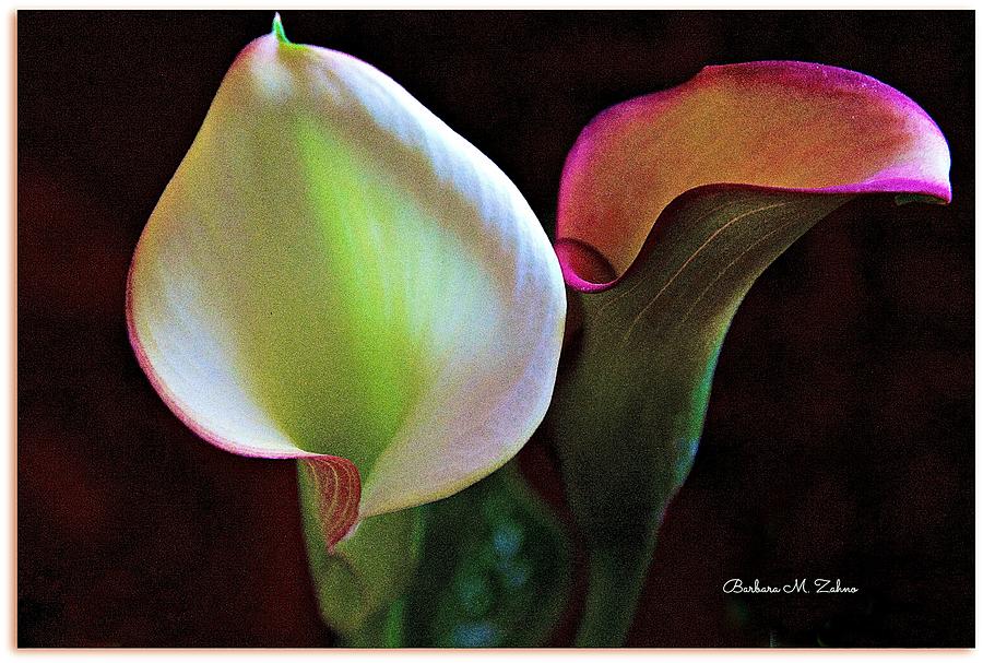 Canna Lilies Photograph by Barbara Zahno