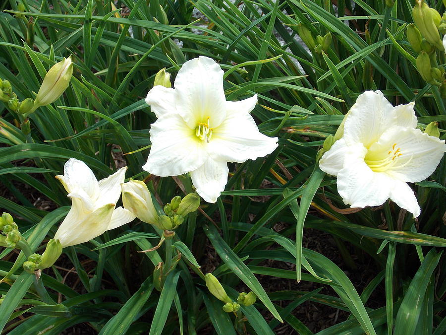 White Lilies Photograph by Catherine Gagne