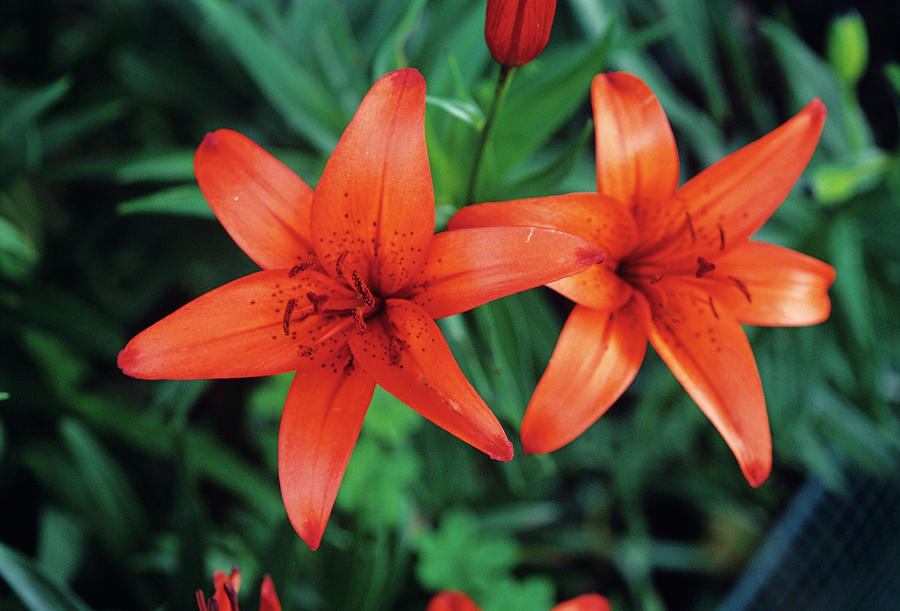 Lilies Photograph by Duncan Smith/science Photo Library