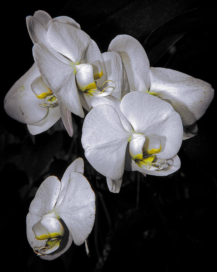Orchids Photograph by Elaine Malott