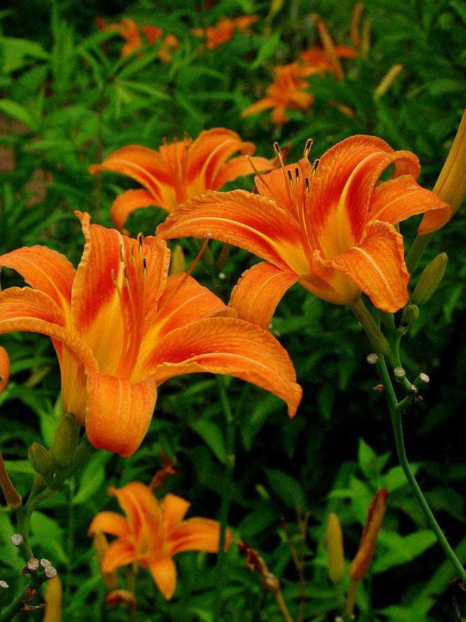 Lilies Emerging Photograph by Rodney Lee Williams