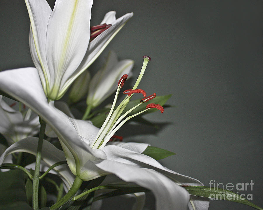 White Lilies Photograph by Terri Waters