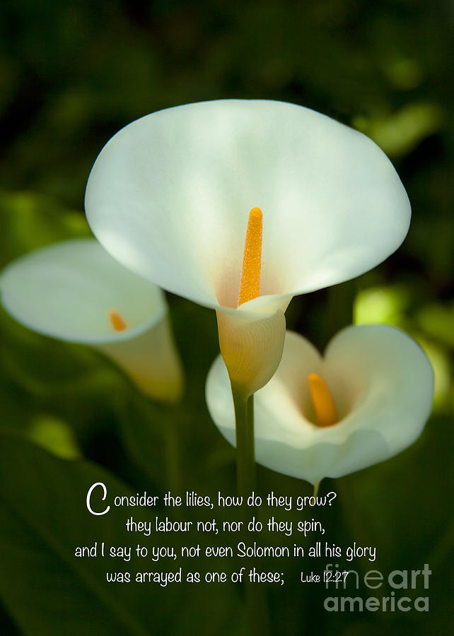 Lilies How They Grow Bible Verse Photography Prints And Greeting Cards Photograph by Jerry Cowart