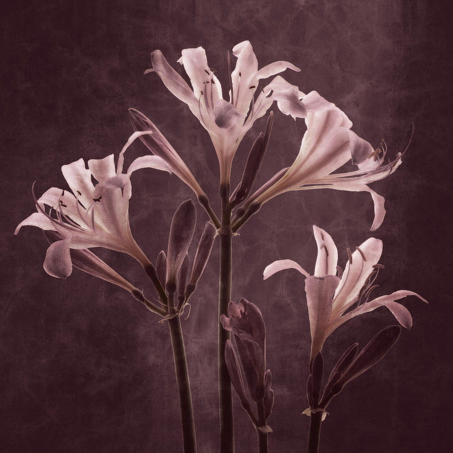 Lilies in Antiquity Photograph by Leda Robertson