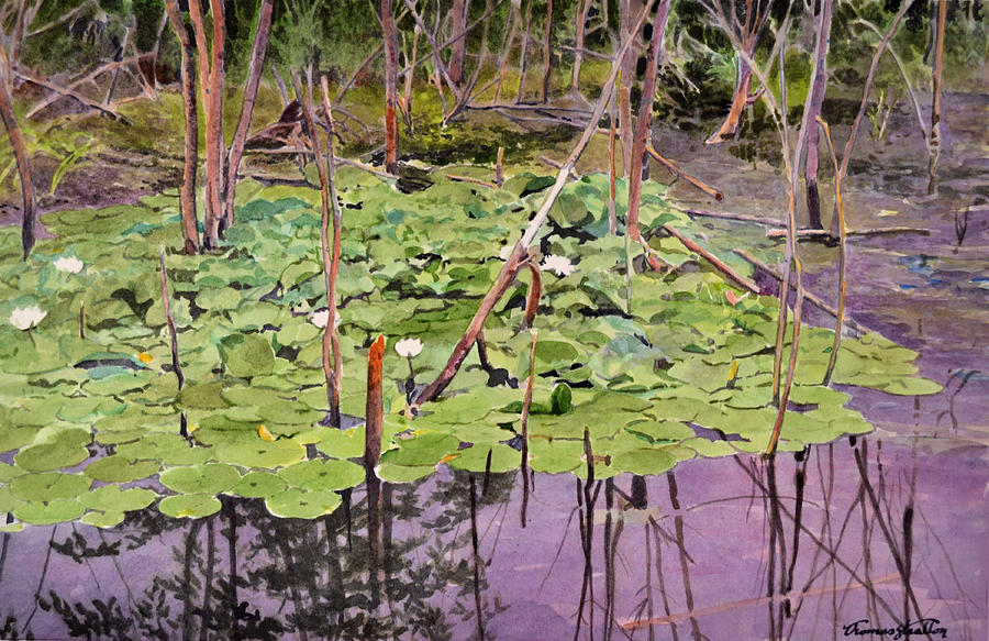 Pond Painting - Lilies In August by Thomas Stratton Pond Painting - Lilies In August by Thomas Stratton
