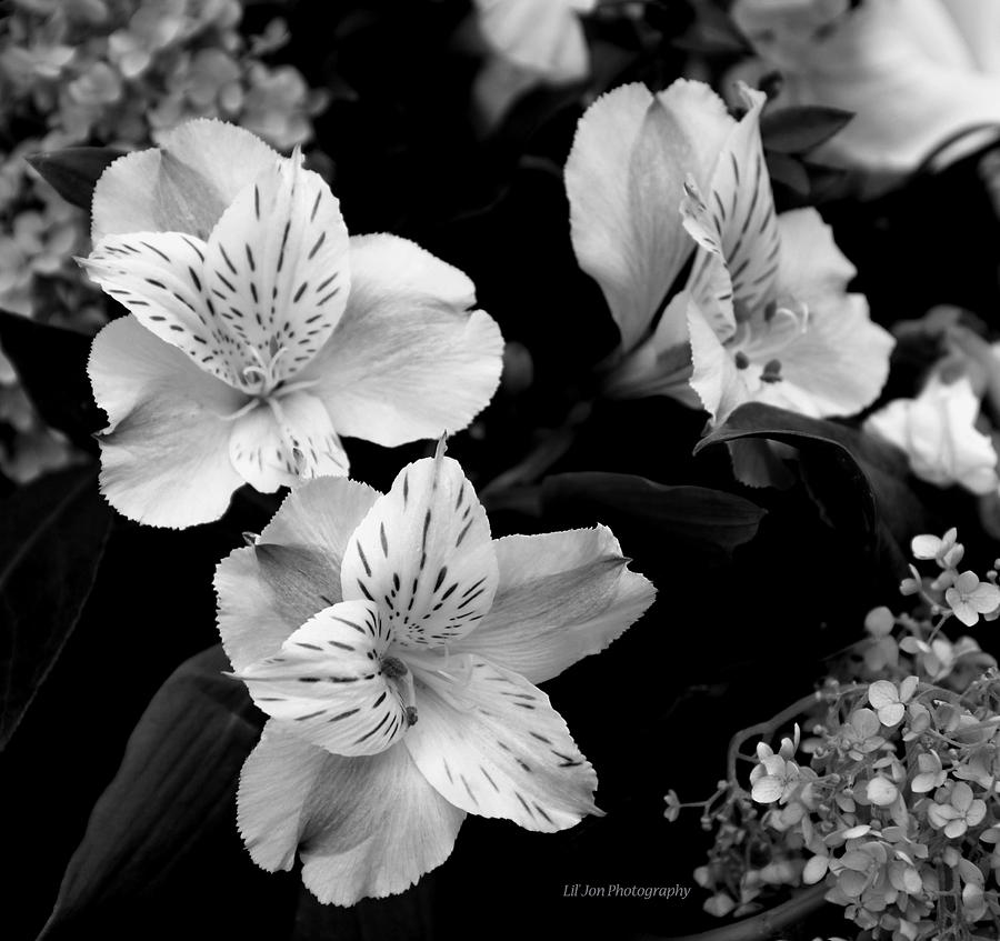 Flower Photograph - Lilies In Black and White by Jeanette C Landstrom