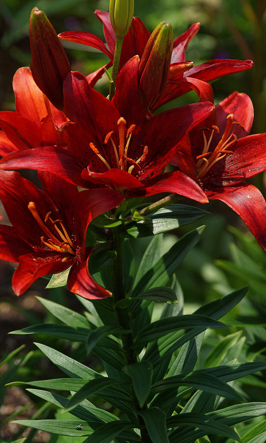 Lilies in Red Photograph by Leda Robertson
