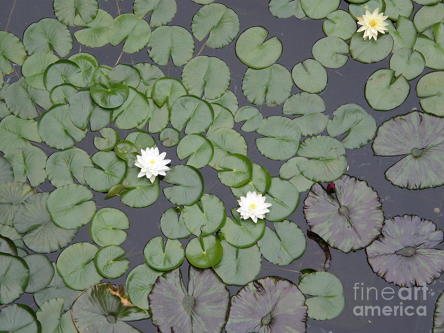 Lilies in the Pond Photograph by Bev Conover