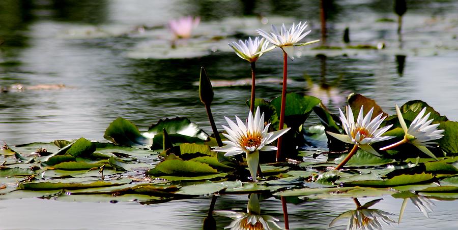 Lilies in the Pond Photograph by Craig Watanabe