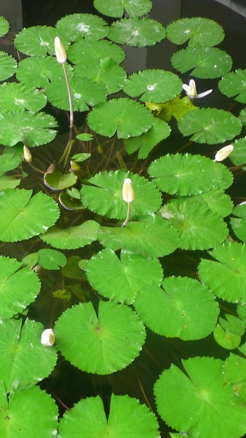 Lilies Photograph - Lilies in the pond by Jack Edson Adams Lilies Photograph - Lilies in the pond by Jack Edson Adams