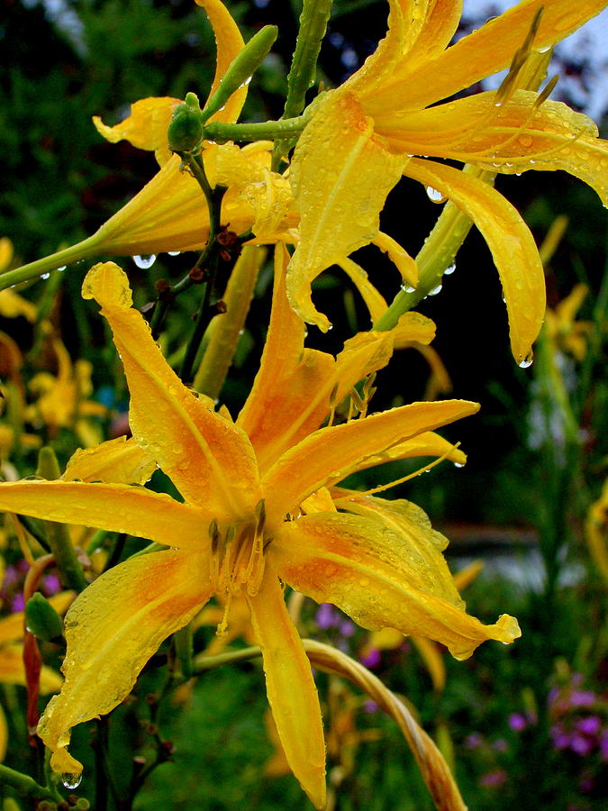 Lilies in the Rain Photograph by Rodney Lee Williams