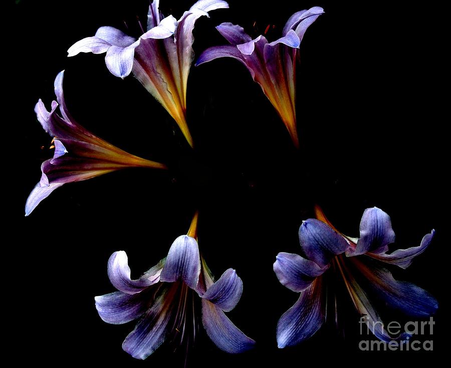 Digital Photograph - Lilies in the Sky by Marsha Heiken