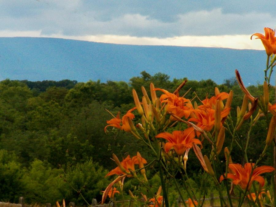 Lilies in the Valley Photograph by Joyce Kimble Smith