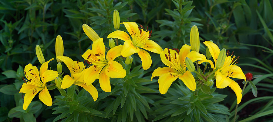 Lilies in Yellow Photograph by Leda Robertson