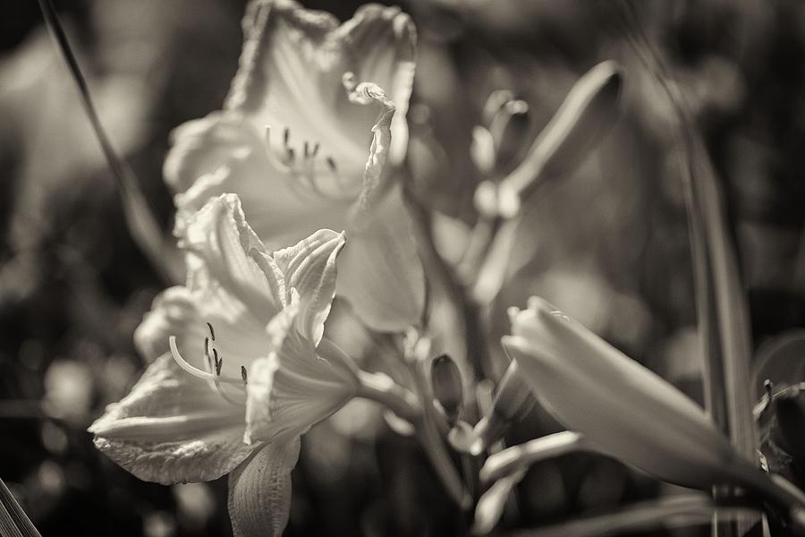 Lilies Photograph by John Hoey