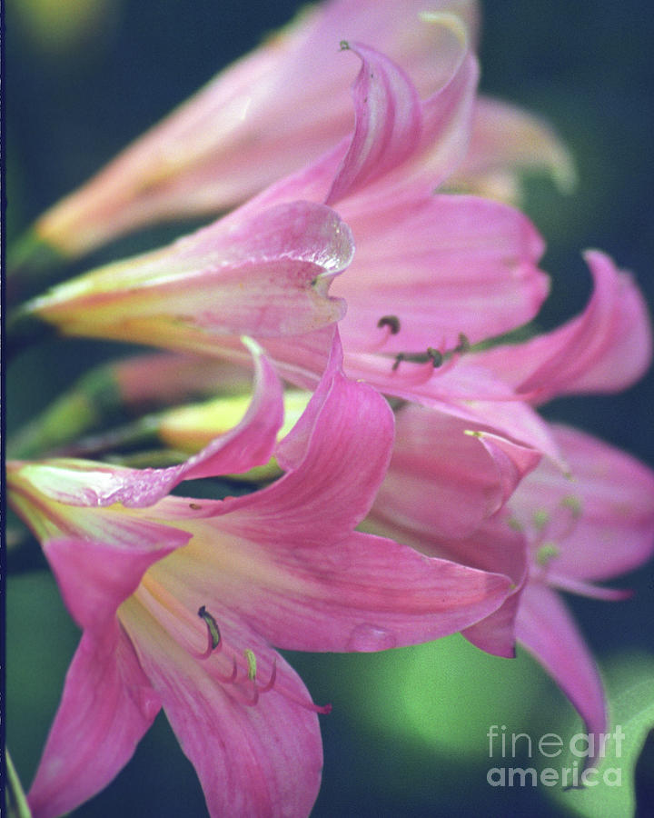 Lilies in my Dream Photograph by Kathy McClure