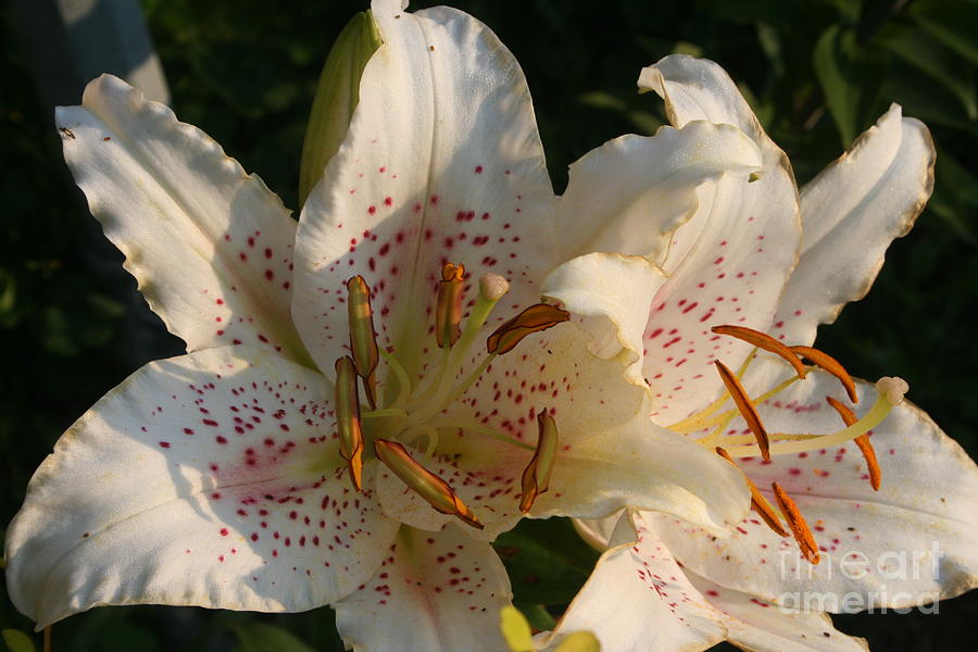 Lilies Photograph by Kay Novy