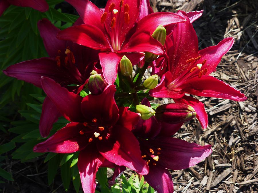 Lilies light and shadow Photograph by Rose Clark - Pixels